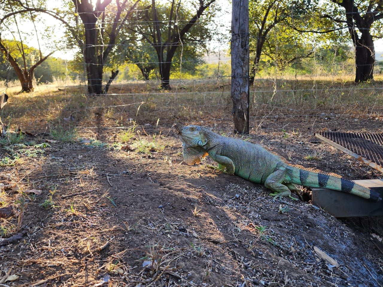 Green iguana on a dirt path with trees in the background, bathed in sunlight.