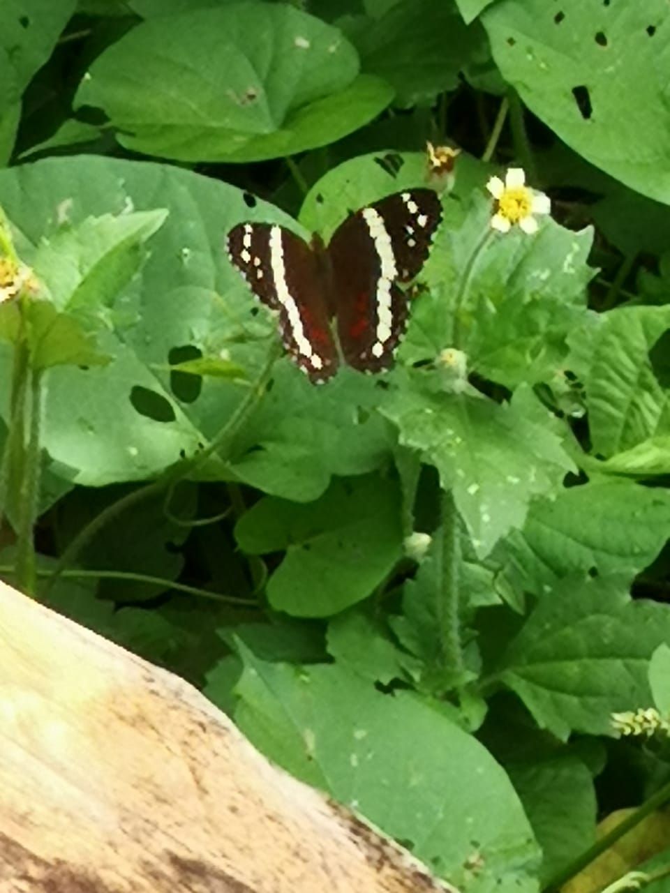 Butterfly with white striped wings rests on green foliage.