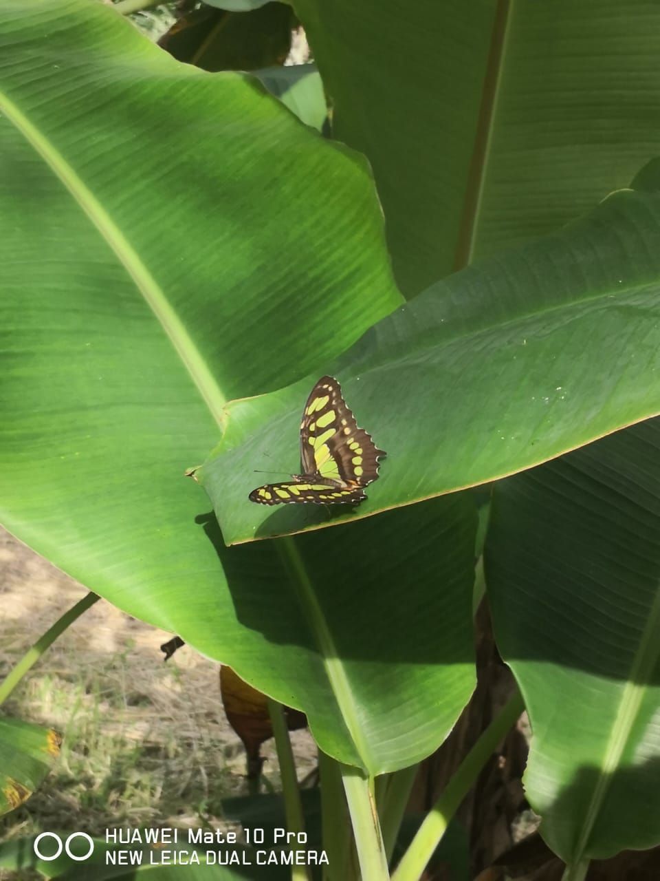 Butterfly with yellow and black wings on a green banana leaf.