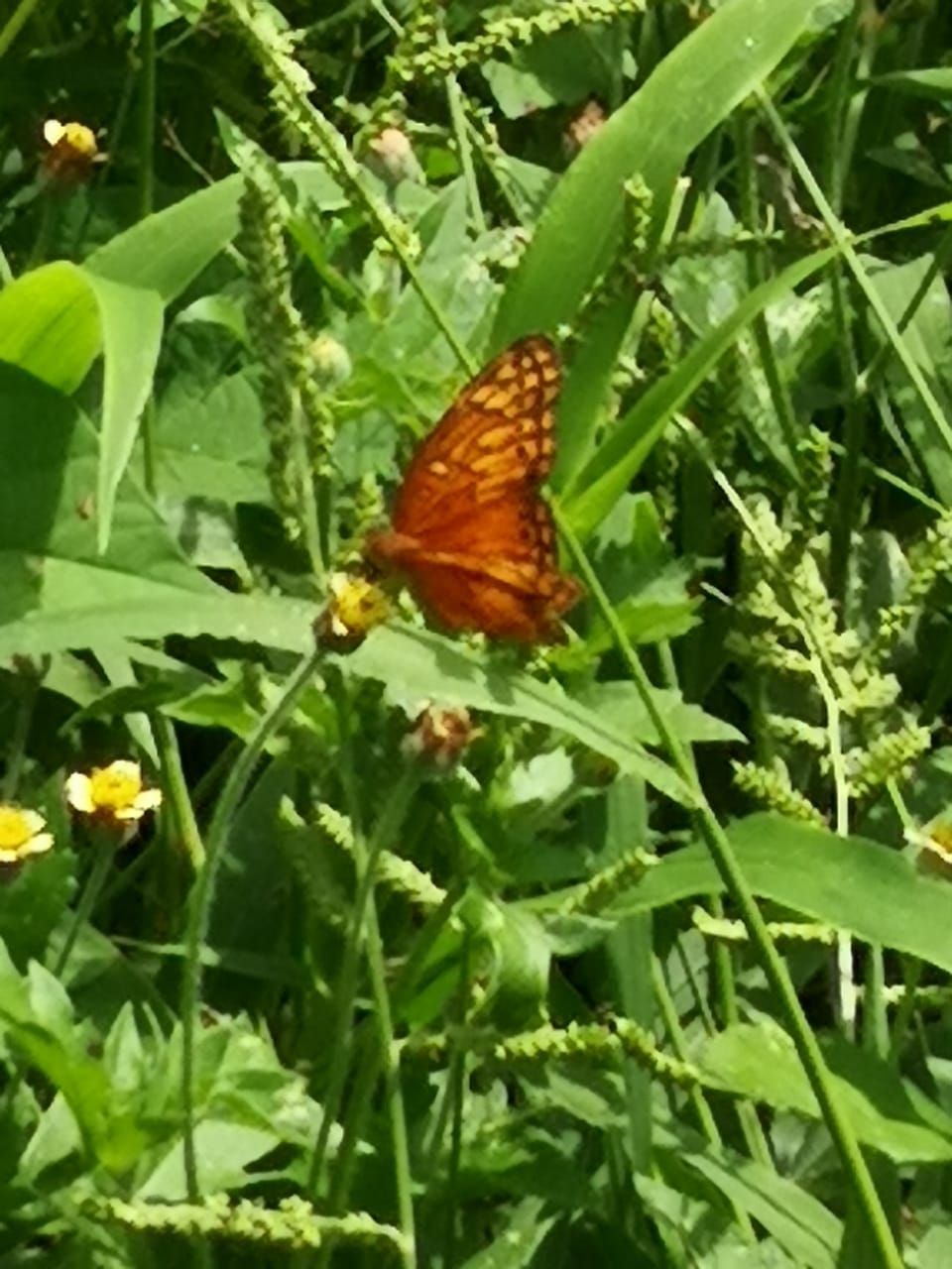Orange butterfly on a yellow-flowered plant, surrounded by green foliage.
