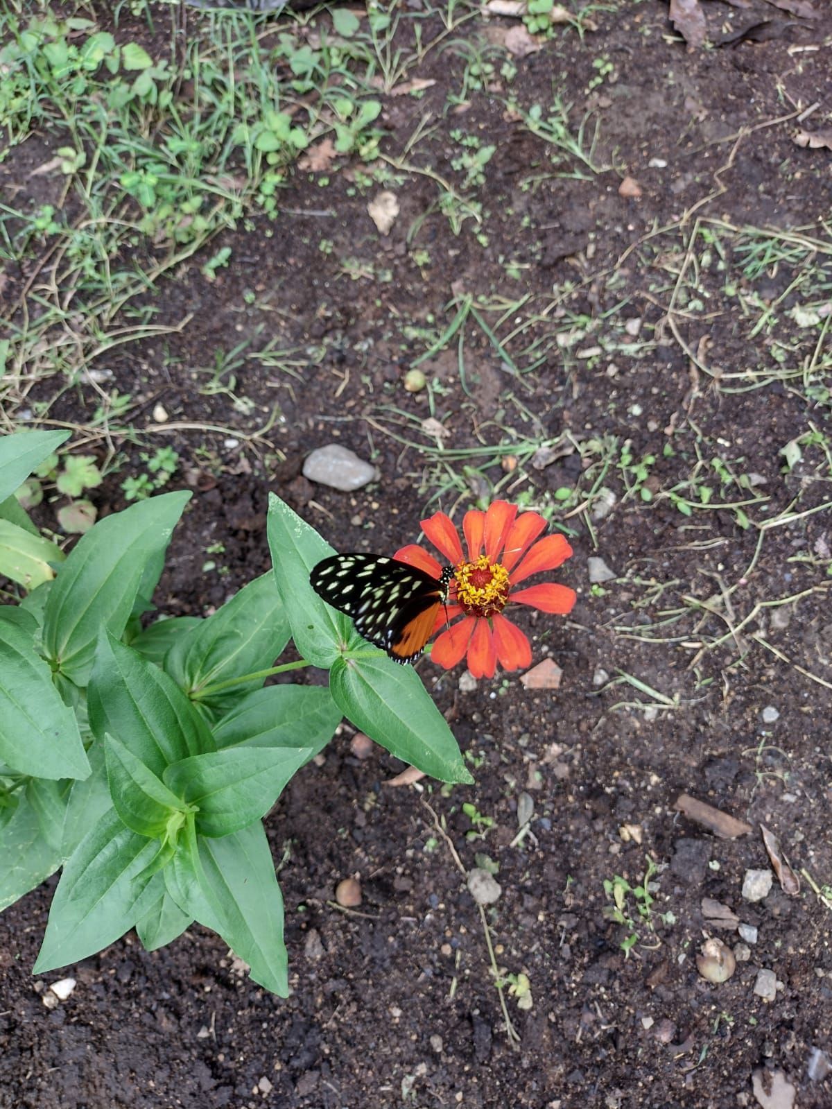 Butterfly on an orange zinnia flower, surrounded by green leaves and dirt.