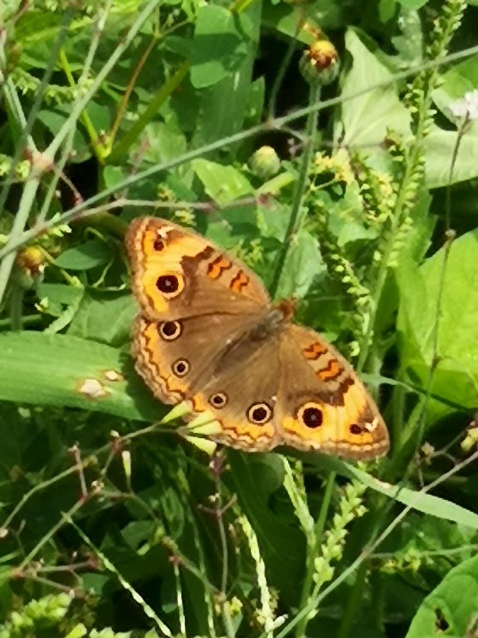 Brown butterfly with orange and black markings on green foliage.