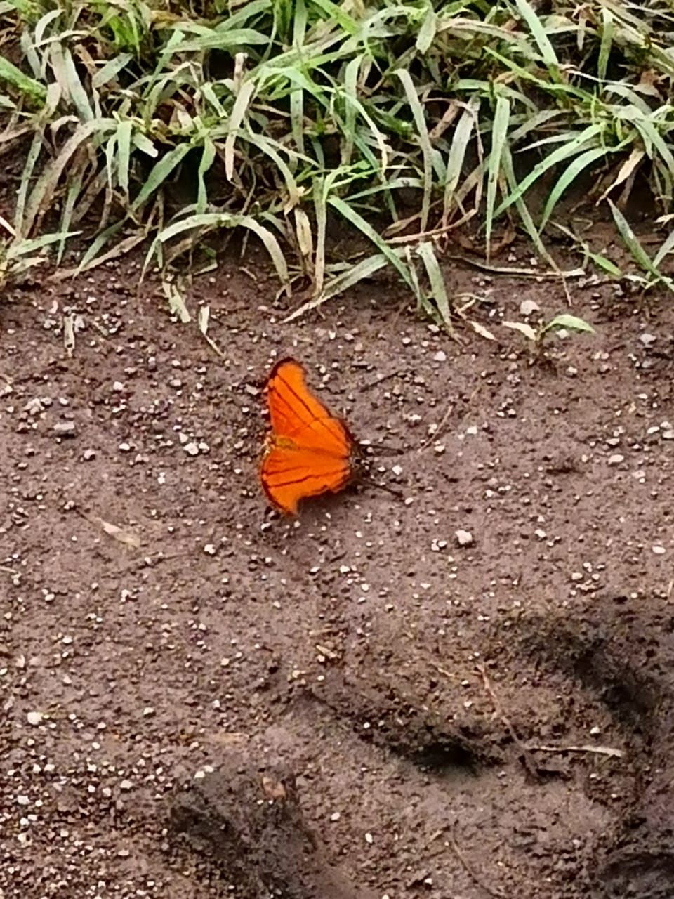 Orange butterfly on brown, muddy ground with grass in the background.