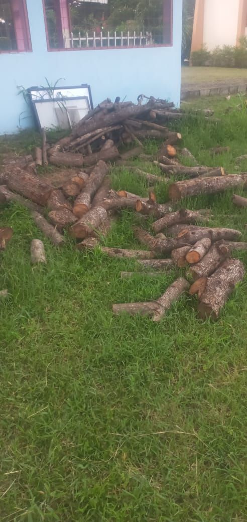 Logs are scattered on green grass near a blue building.