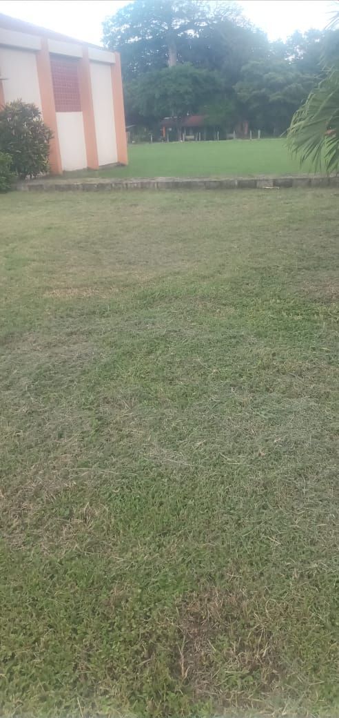 Grassy yard with a building on the left and trees in the background. Overcast lighting.