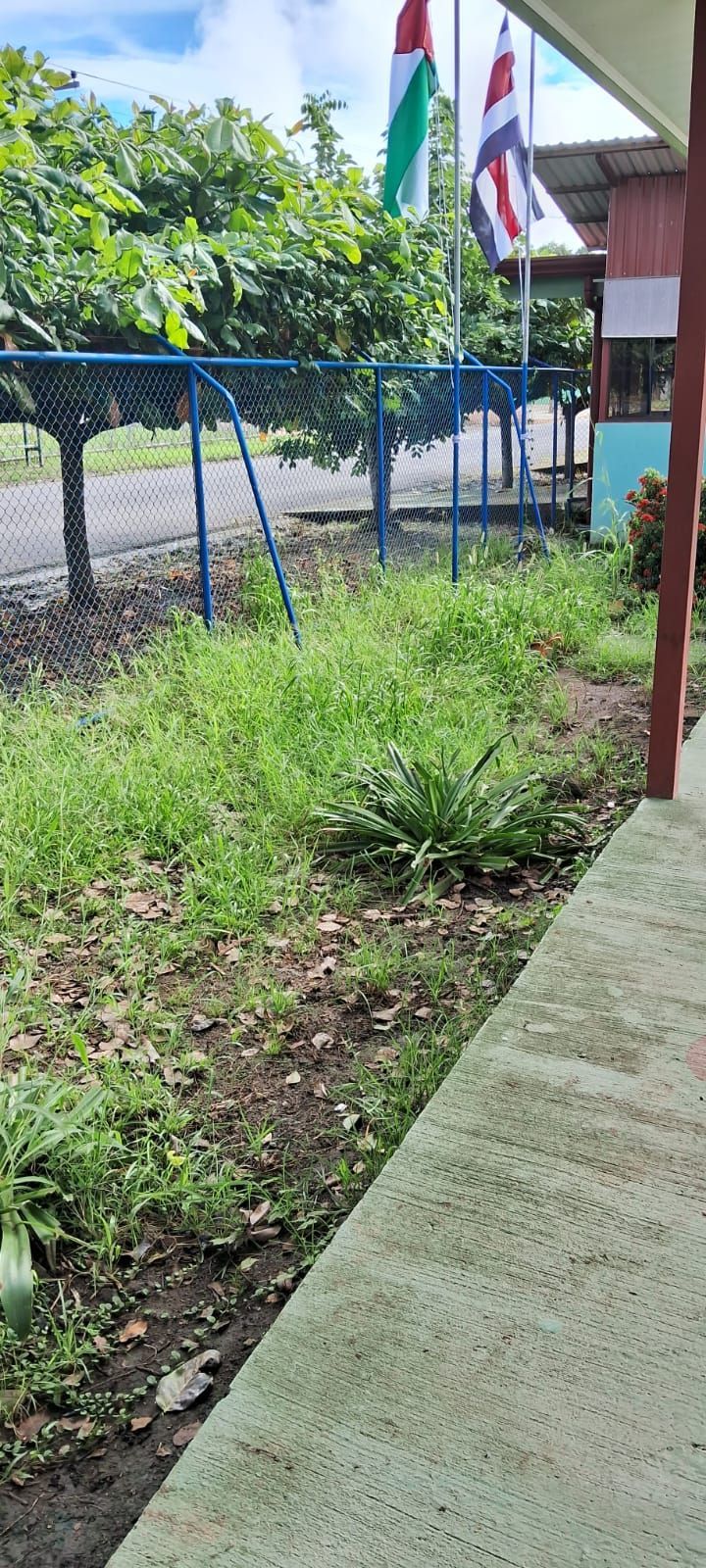 Grassy area near a building with blue fence, trees, and flags waving in the wind.