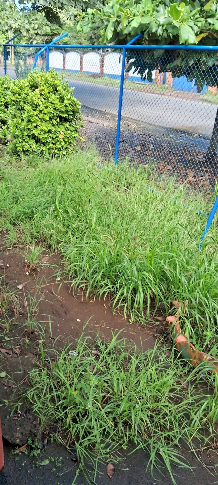 Overgrown grass next to a fence and a small shrub; a road is visible in the background.