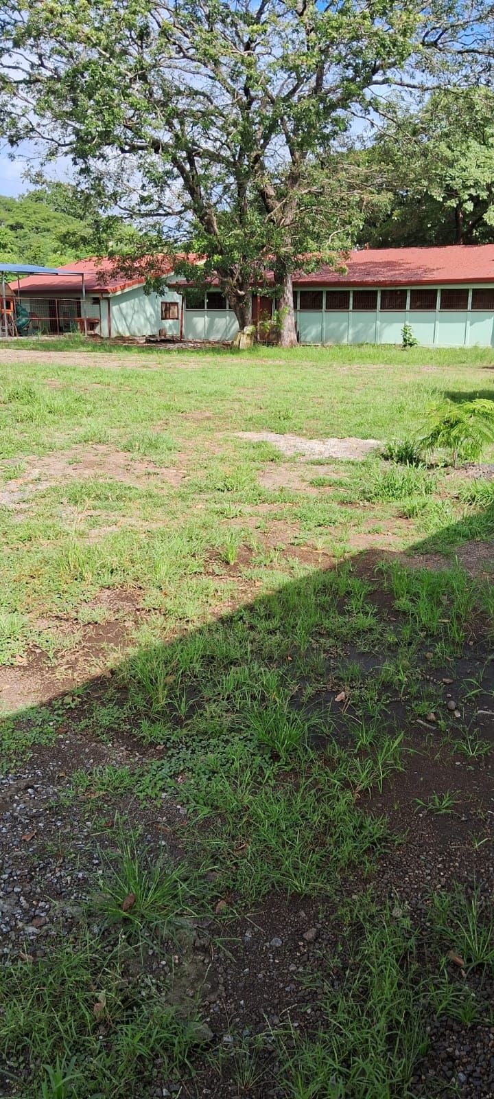 Green school buildings with red roofs, and a large tree, on a grassy field.