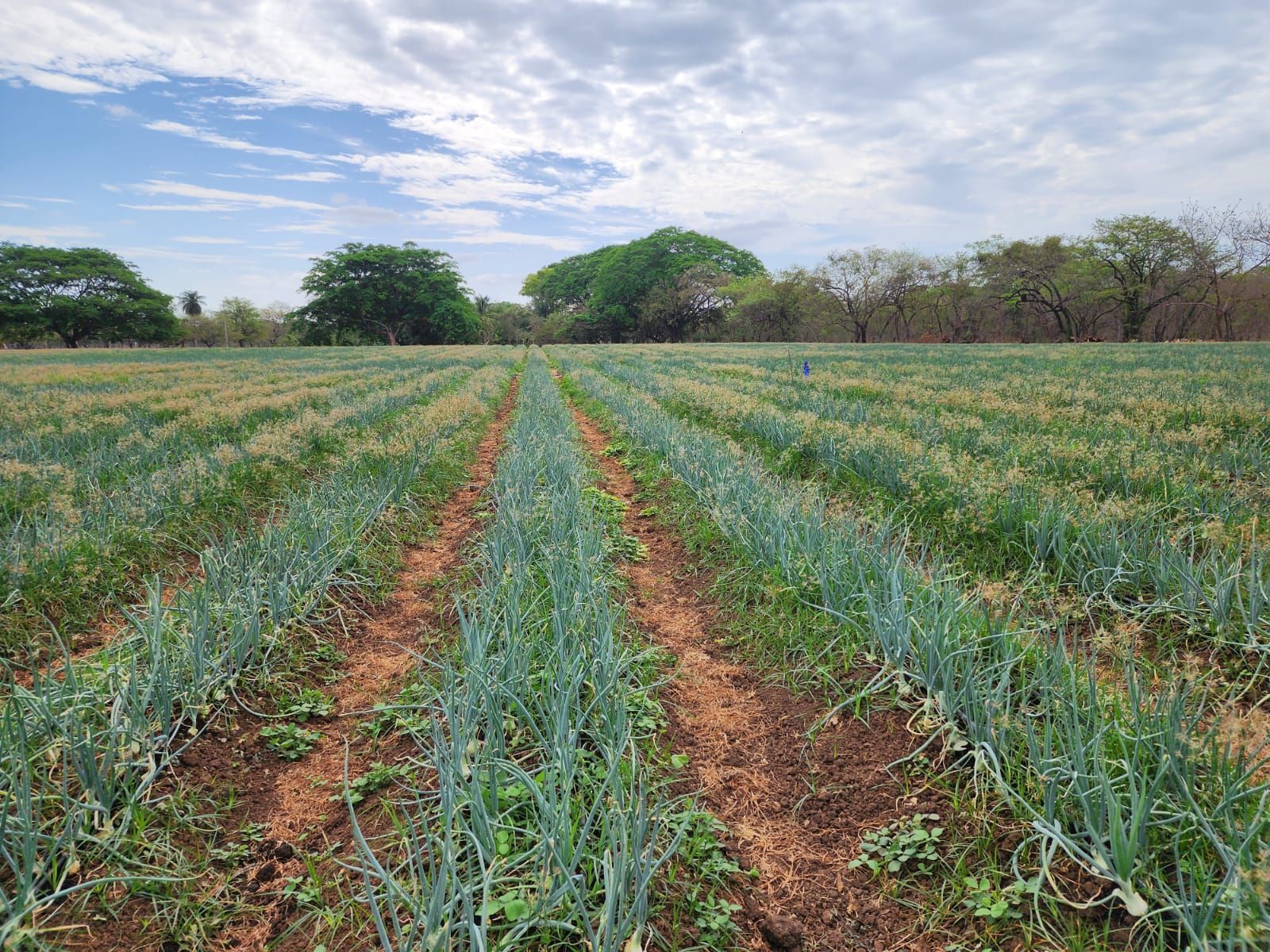 Rows of onion plants in a field under a cloudy blue sky, with trees in the background.