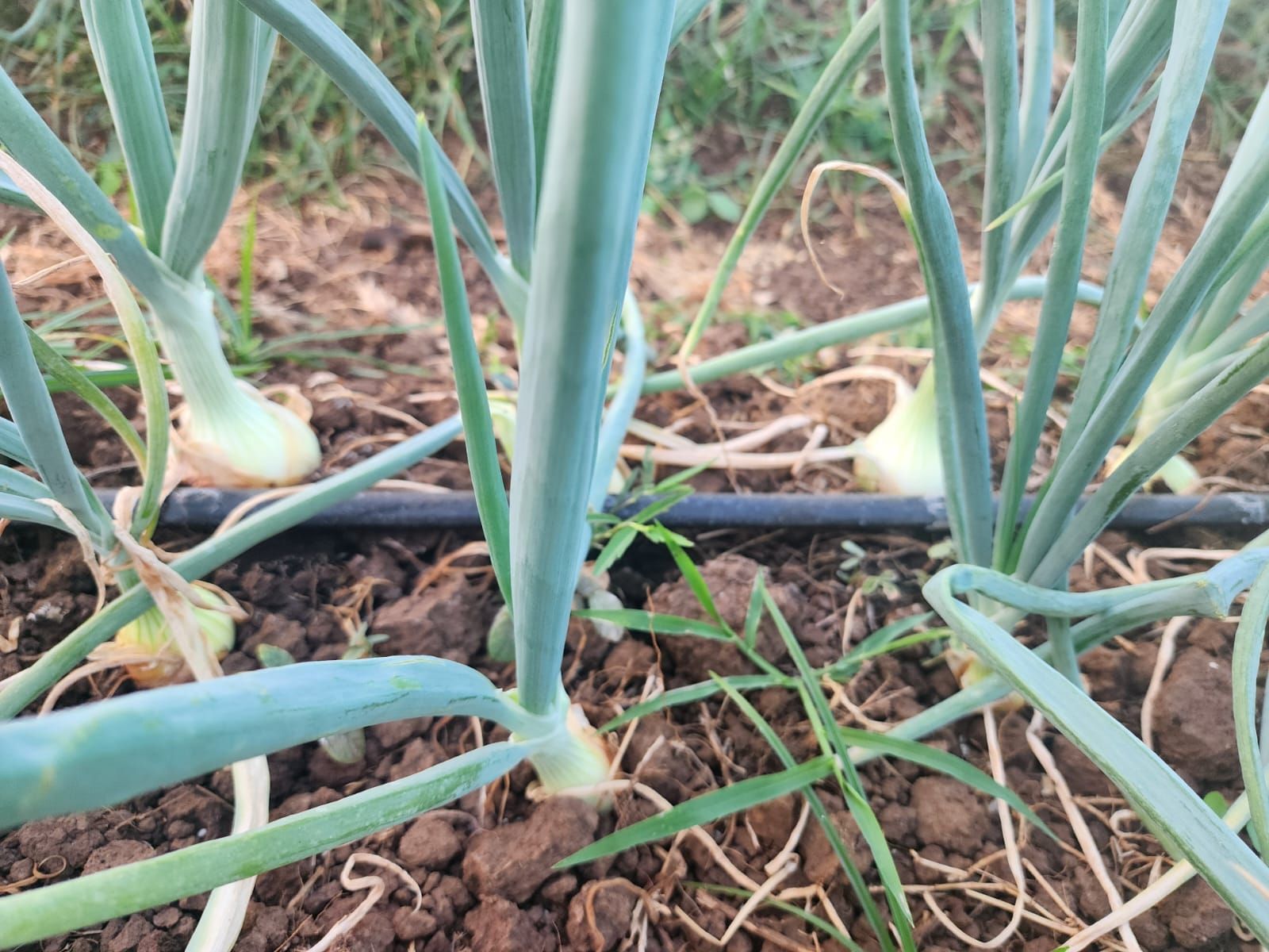 Onion plants growing in dark brown soil, with green leaves and visible bulbs.