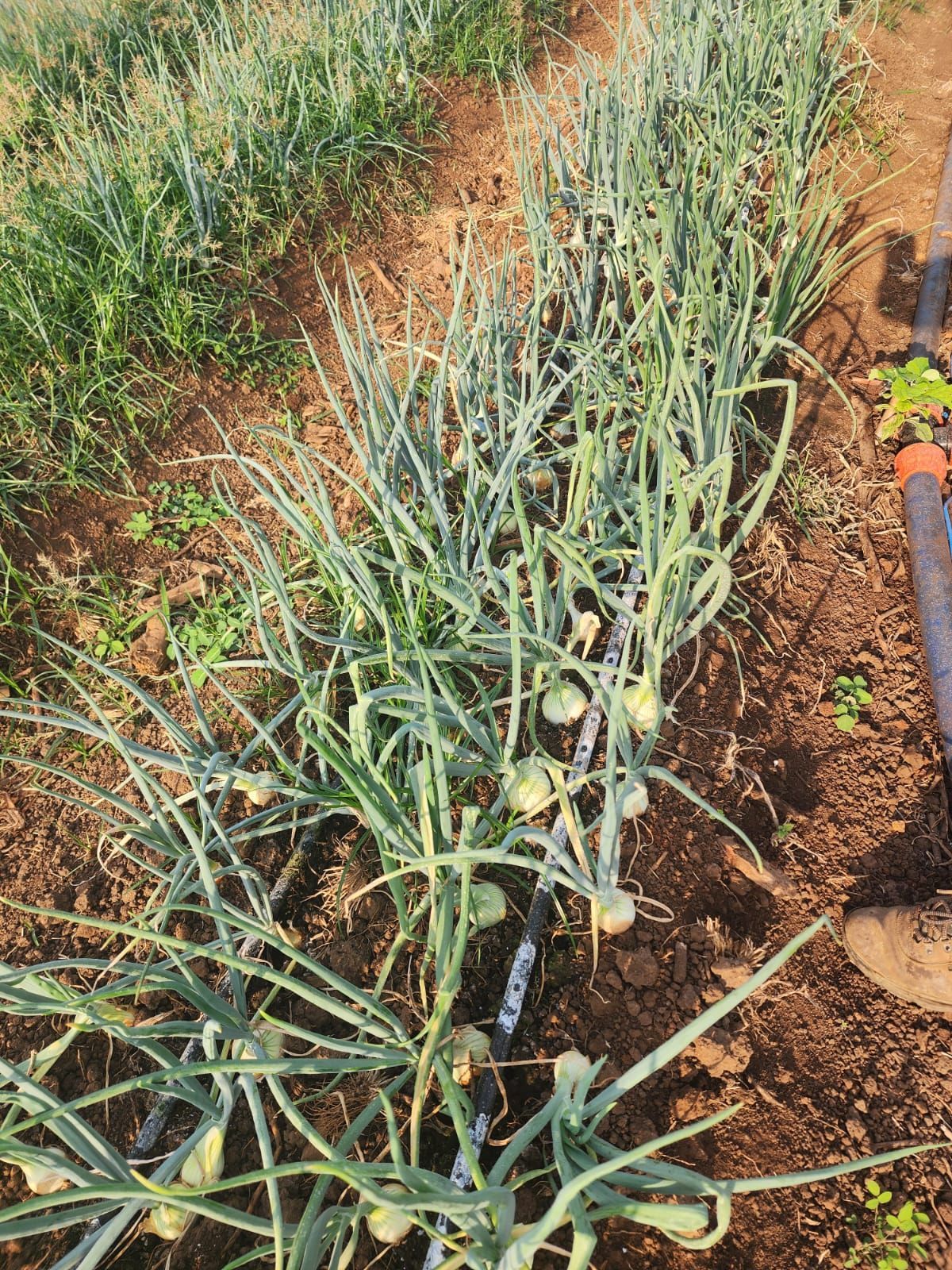 Rows of onions growing in a garden bed with a brown soil, green leaves, and black irrigation lines.