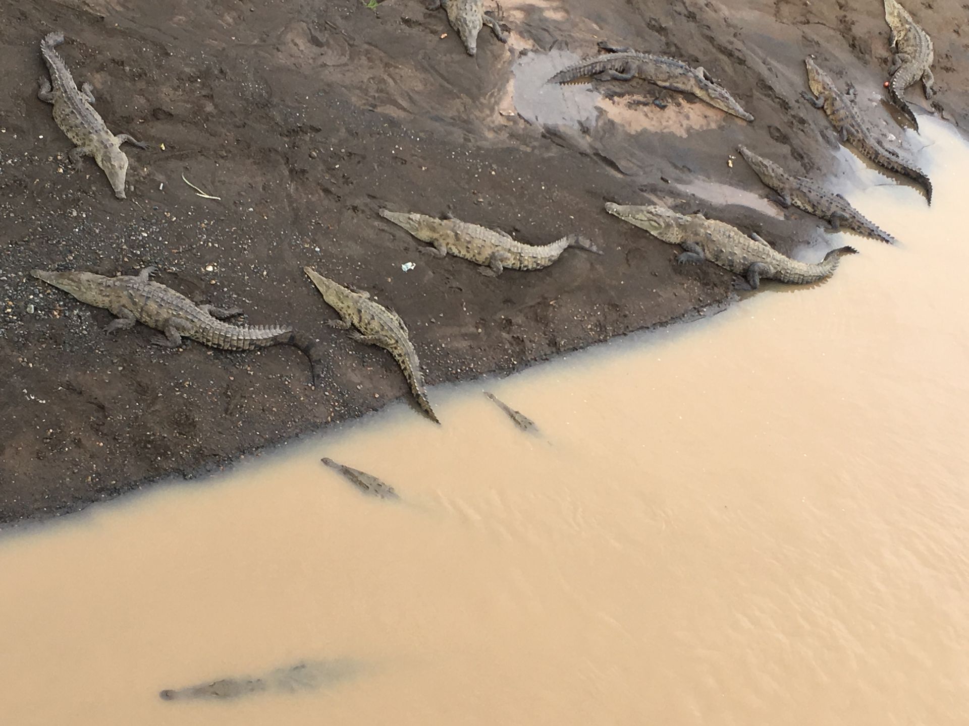 Crocodiles on muddy riverbank, some in water. Brown water, muddy shore.