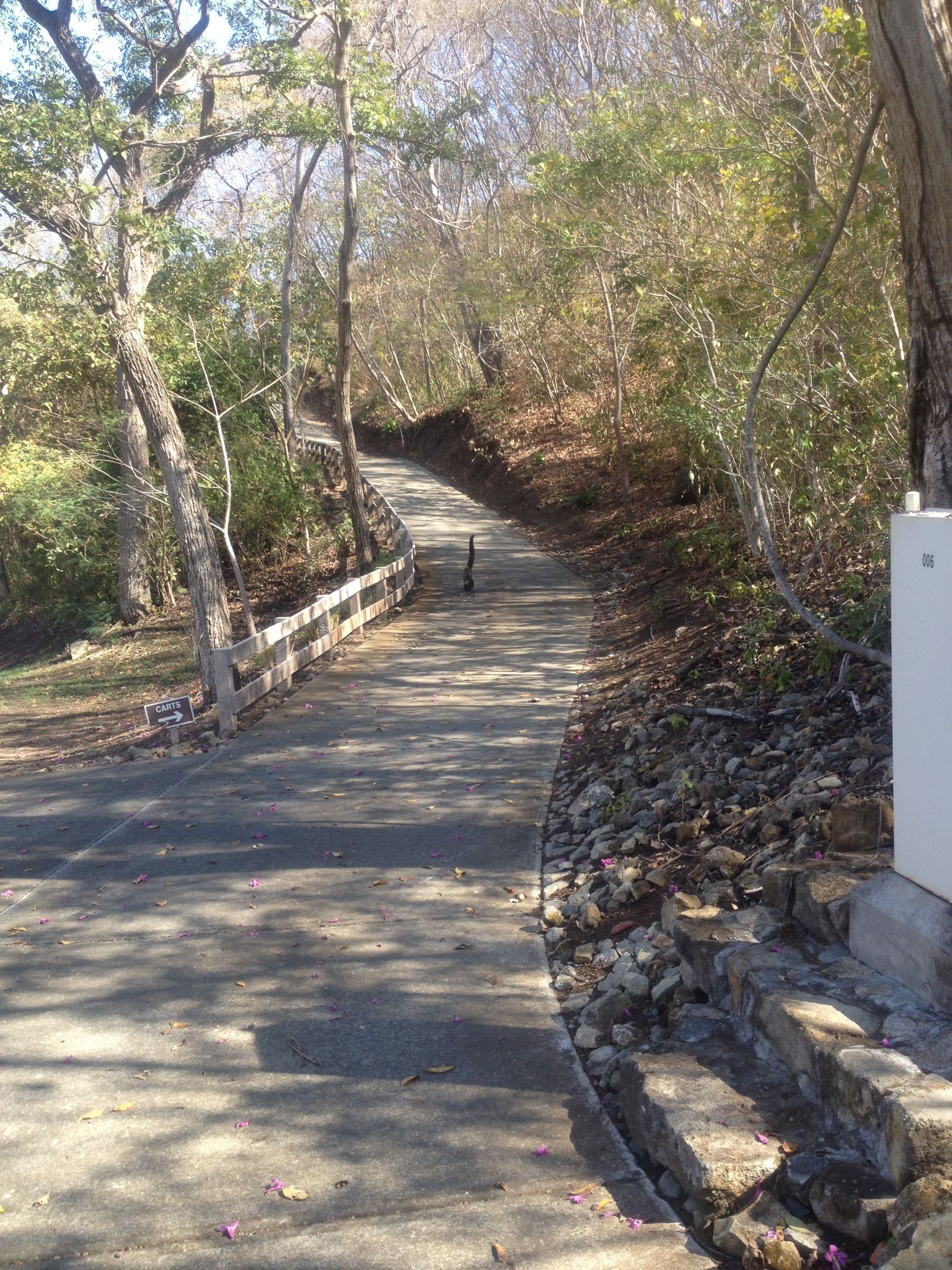 Paved road winding uphill through a wooded area, flanked by trees and a wooden fence.