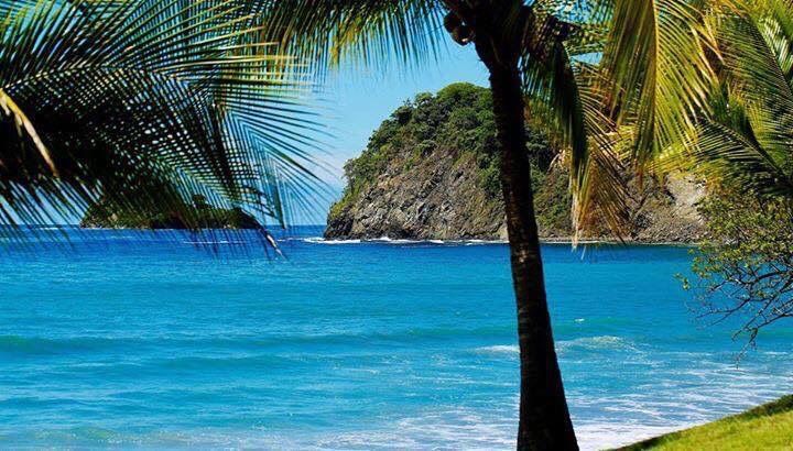 Palm tree frames a view of a blue ocean, rocky cliff, and clear sky.