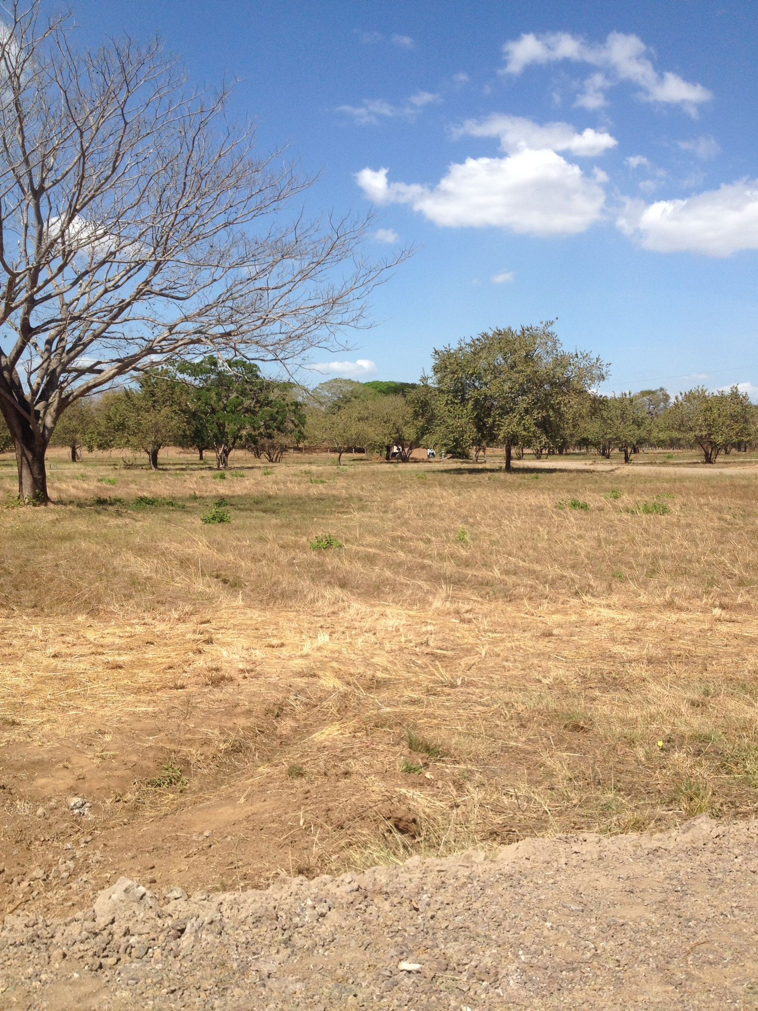 Field of dry grass with scattered trees under a blue sky with clouds.