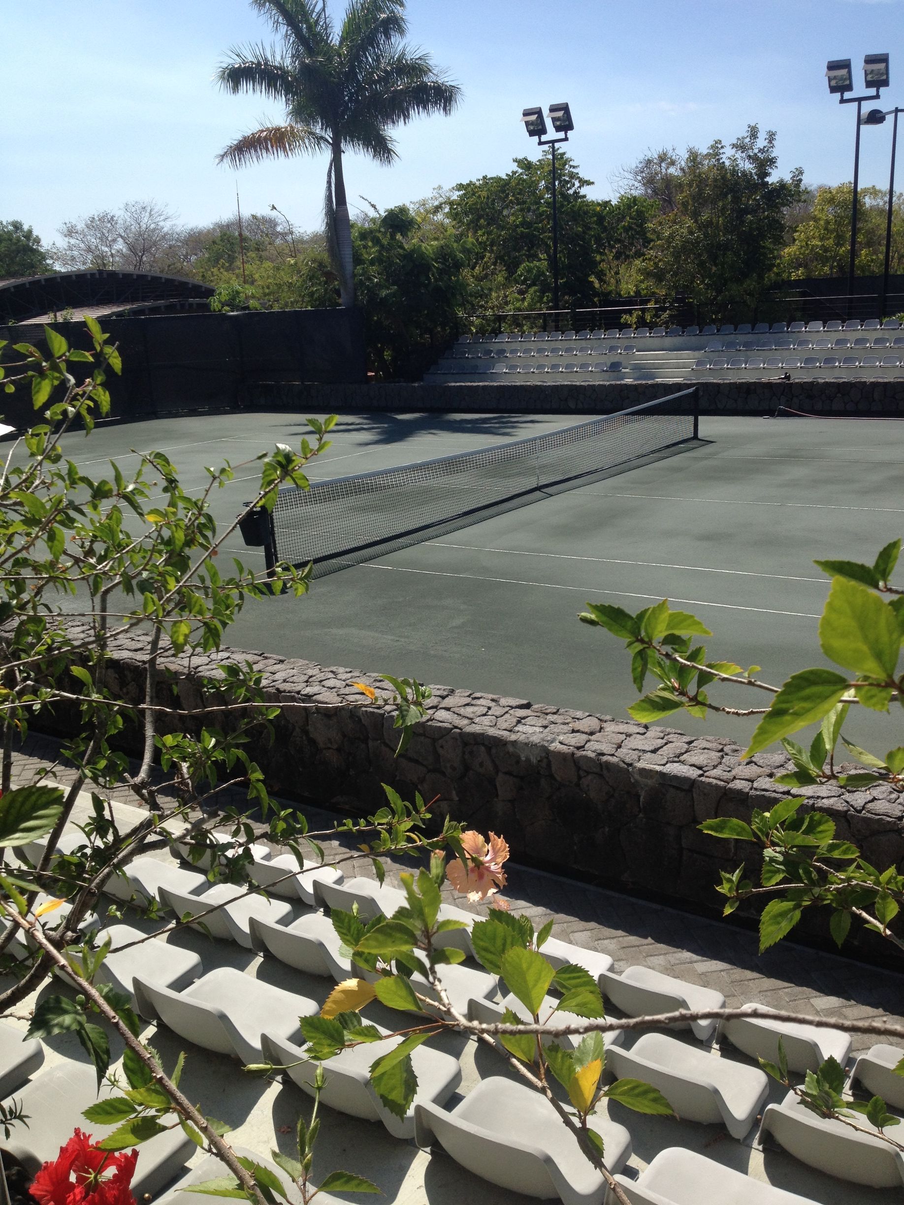 Tennis court surrounded by vegetation, with a palm tree in the background. Sunny day.