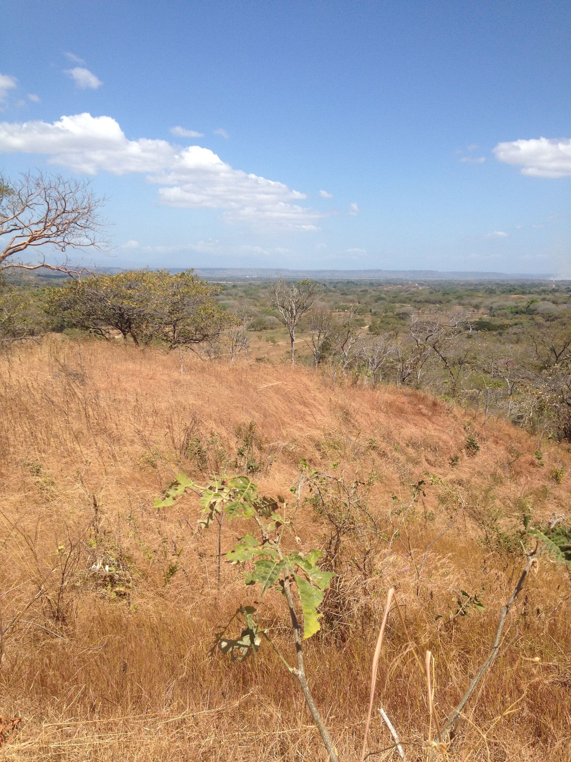 Dry, grassy hillside with sparse trees, distant forest, under a blue sky with clouds.