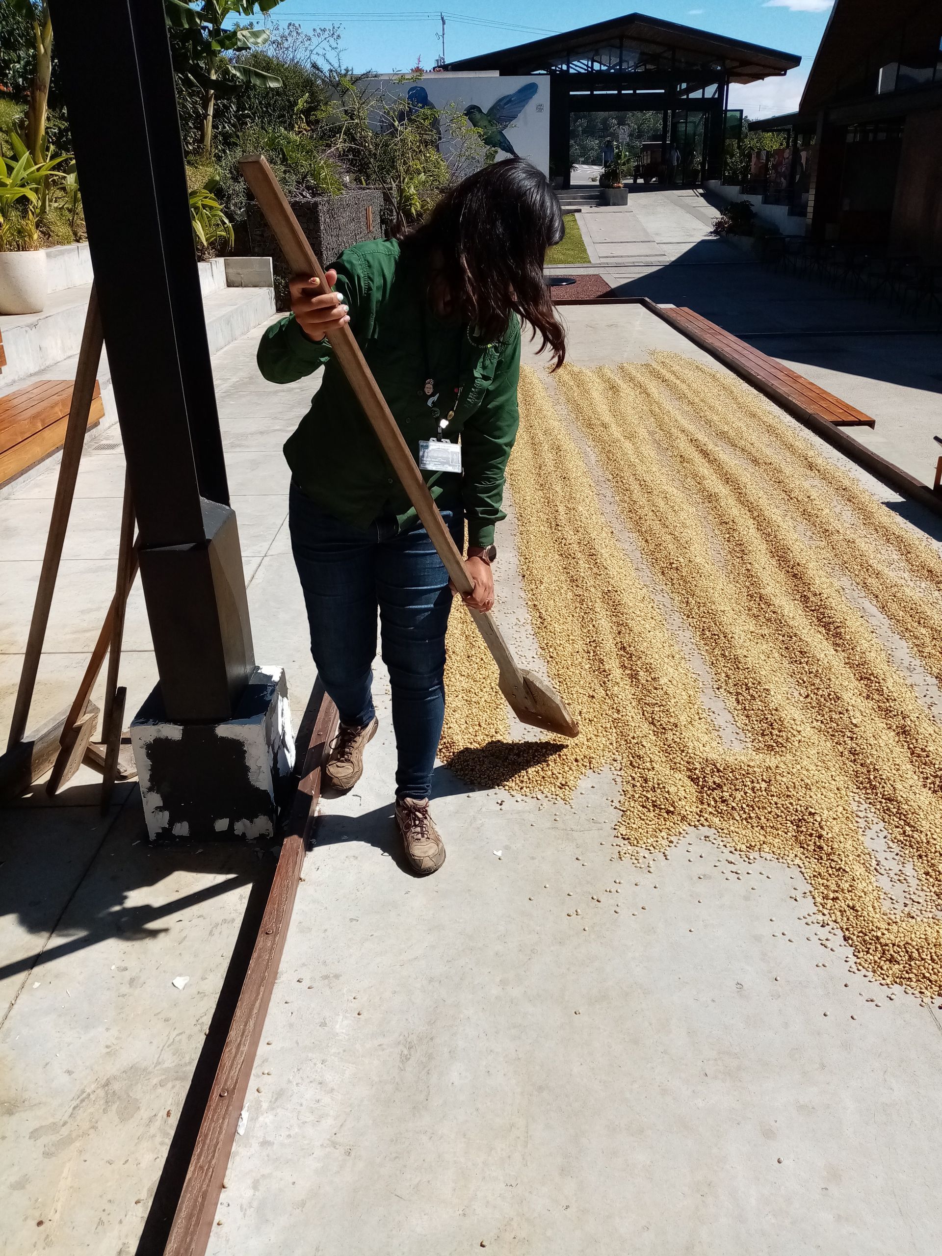 Woman rakes coffee beans drying on a concrete surface.