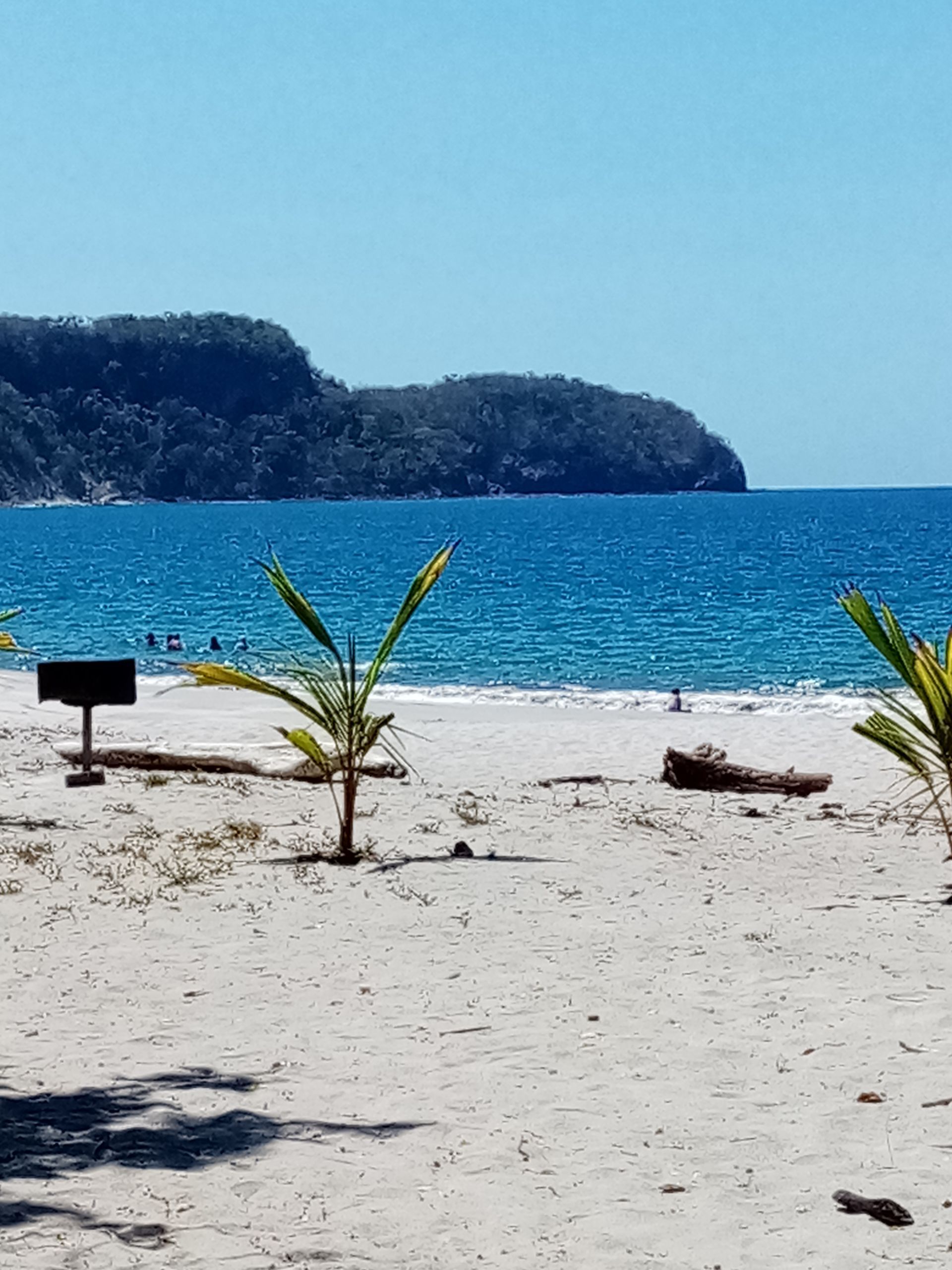 Sandy beach with ocean, blue sky, small palm trees, and forested headland.