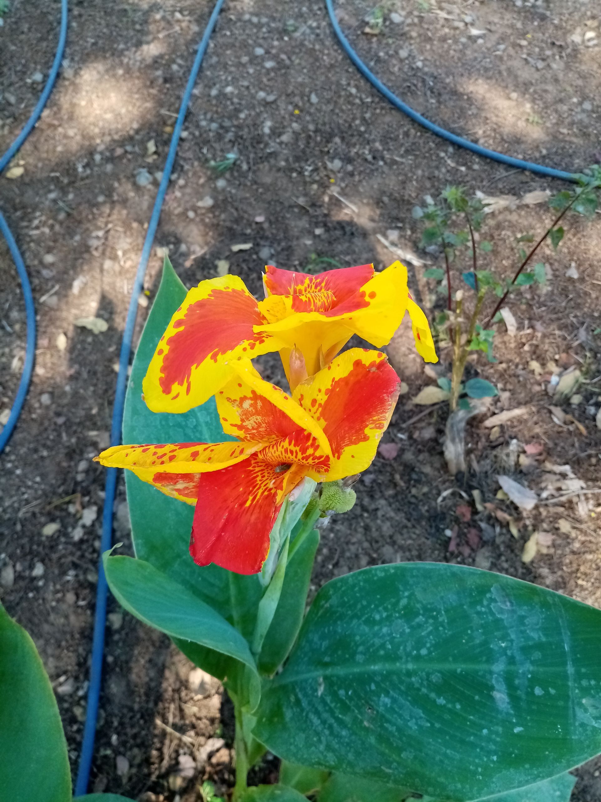Yellow and red canna lily flower with green leaves, in a garden bed.