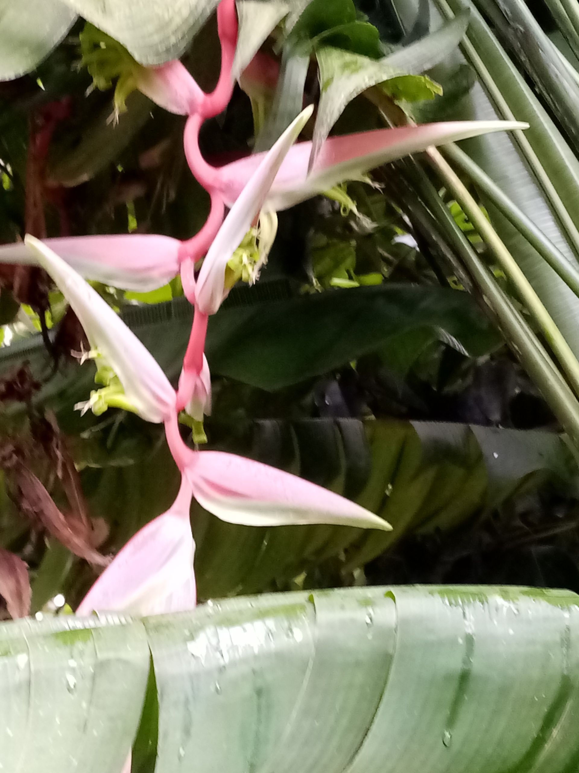 Pink and white heliconia flowers hanging from a green plant.
