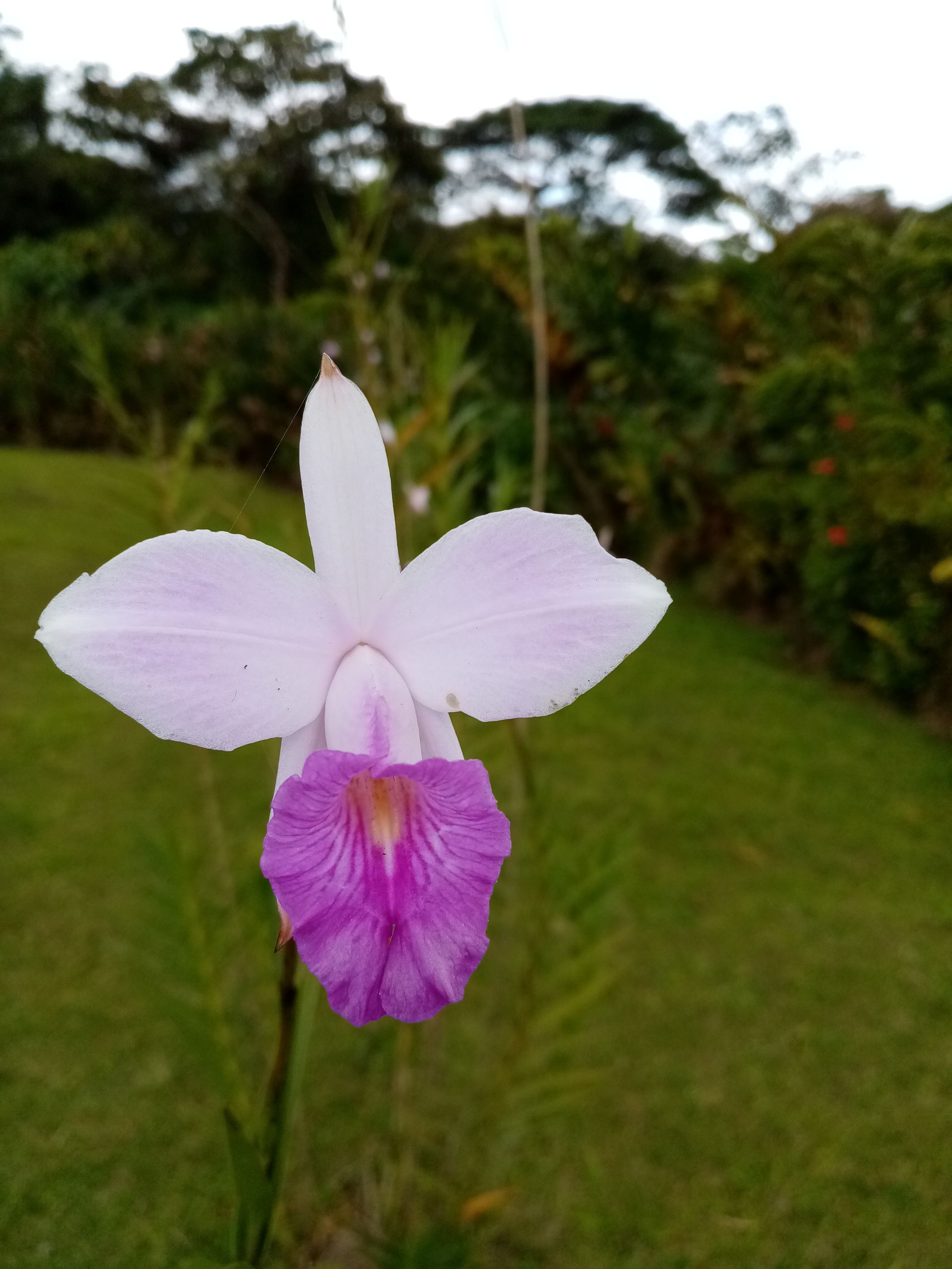 Purple and white orchid in focus, green background of grass and trees.