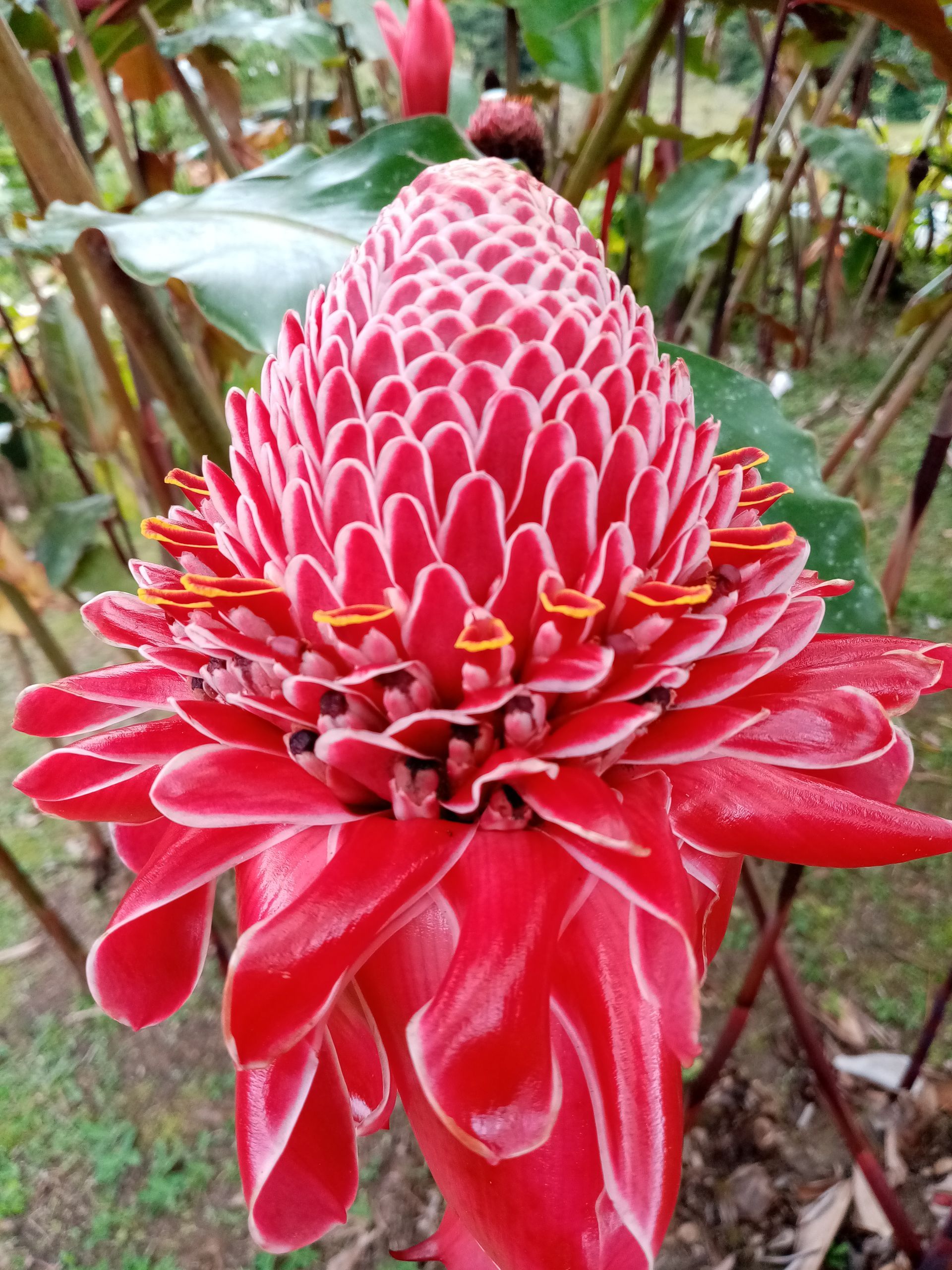 Red torch ginger flower with layered petals.
