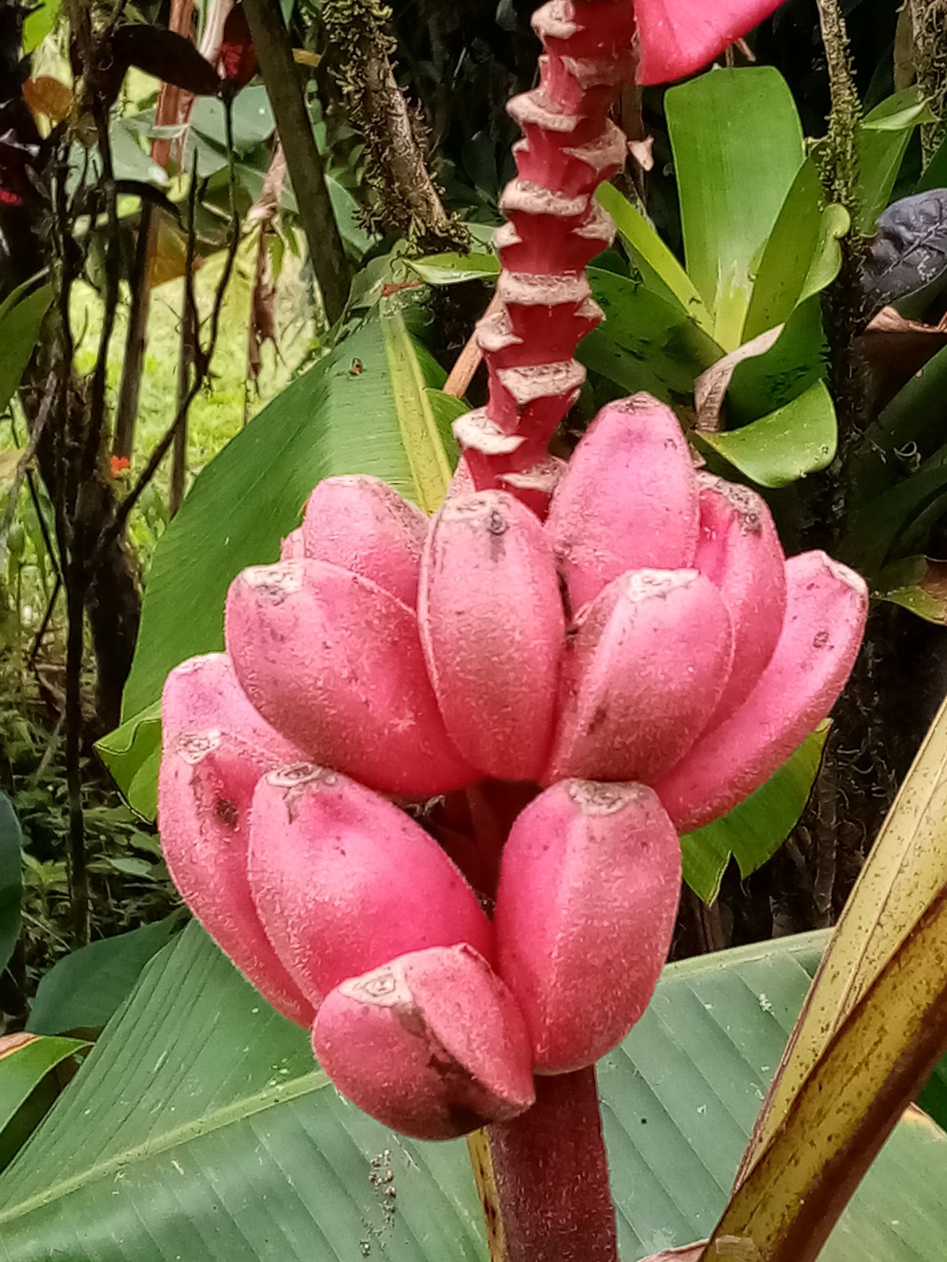 Cluster of pink banana fruits on a red stalk, with green leaves in the background.