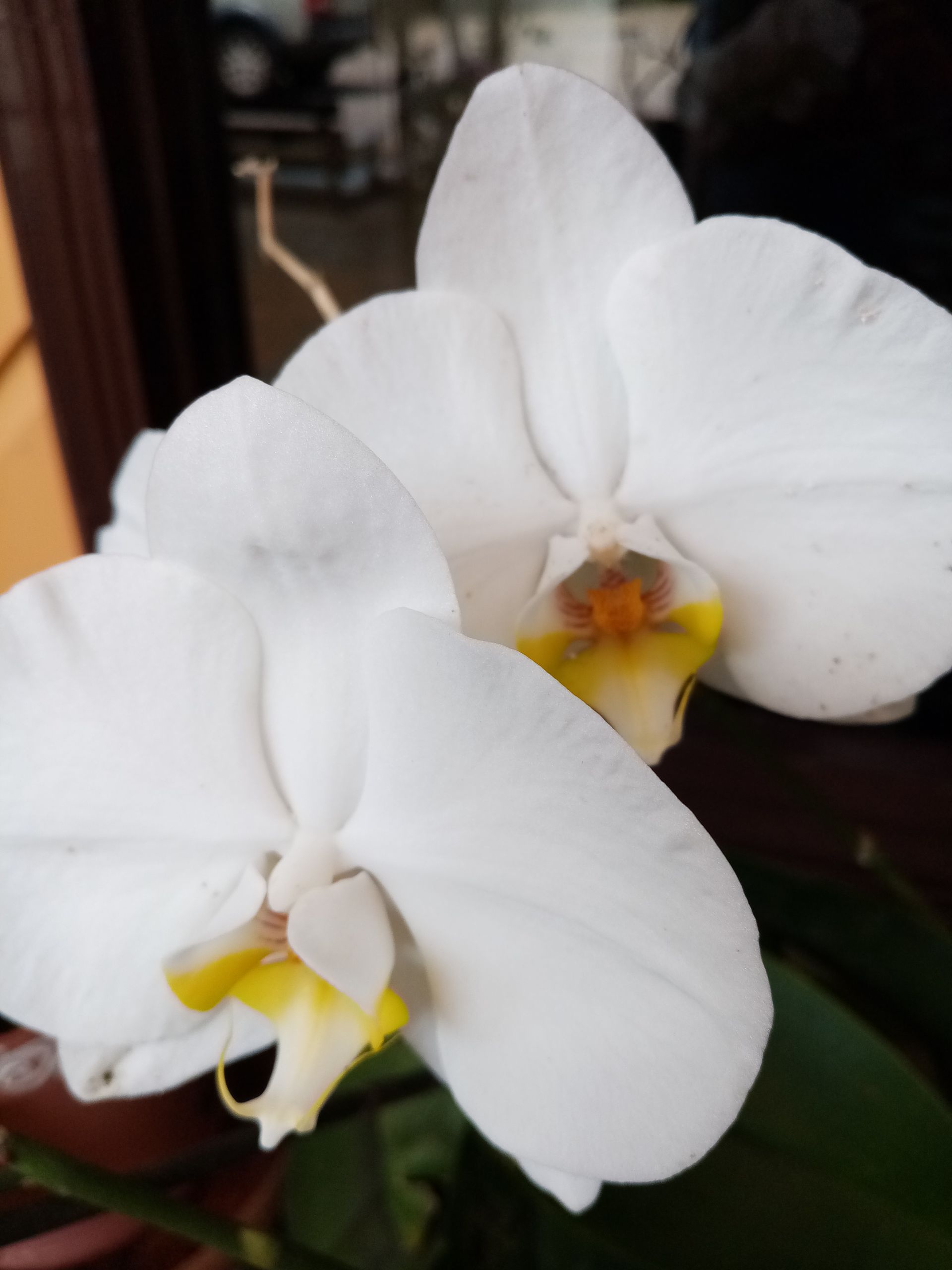 White orchid flowers with yellow and orange centers.