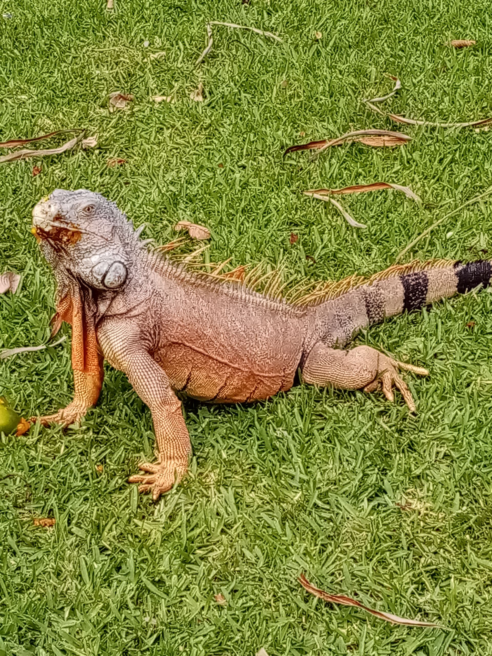Iguana on green grass, reddish-brown body, black-striped tail, gray head.
