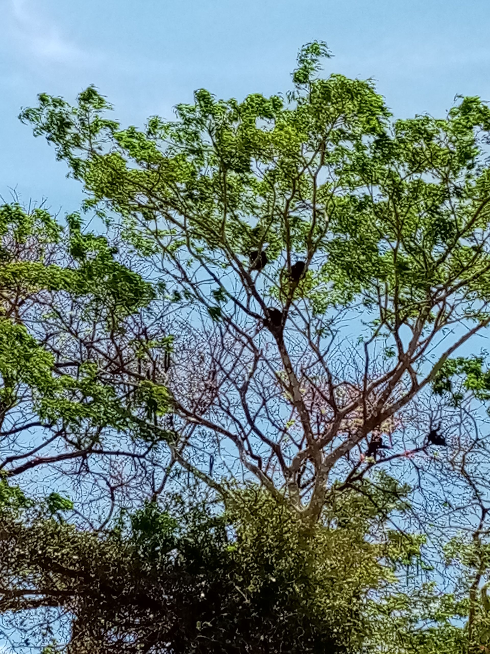 Tree with green leaves, some dry branches, and several dark-colored monkeys perched in the branches against a blue sky.