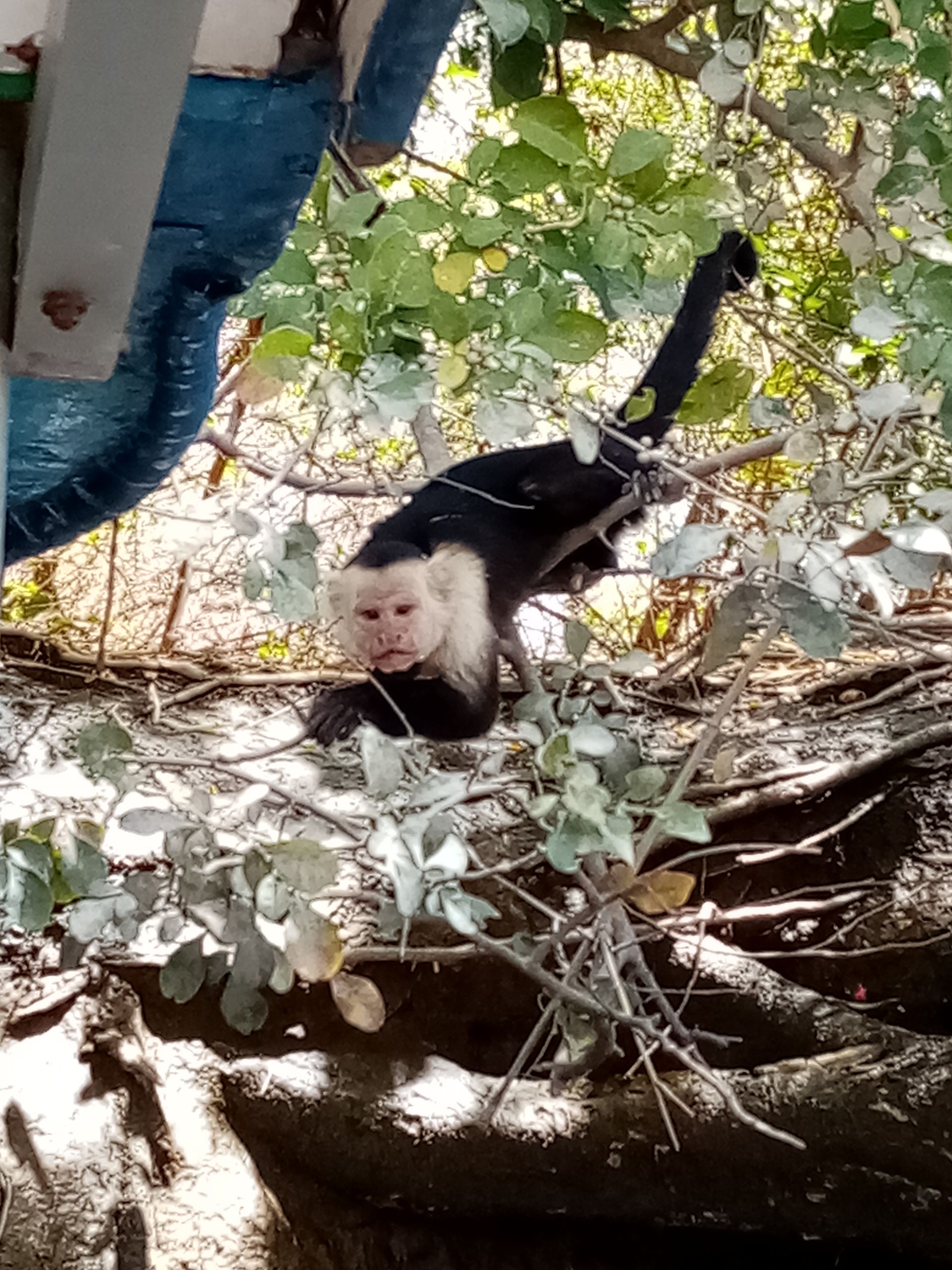 White-faced capuchin monkey perched in a tree, looking at the camera. Black fur, white face, blue boat in background.