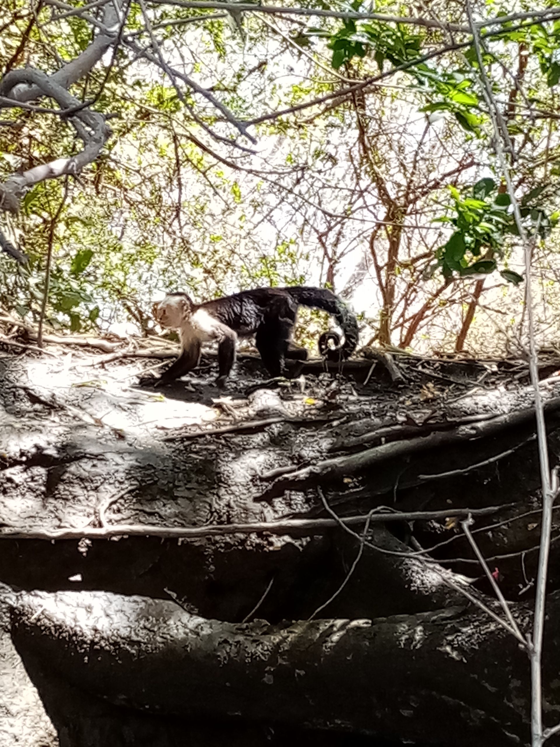 White-faced capuchin monkey walking on a rock, in a forest setting with a bright sky.