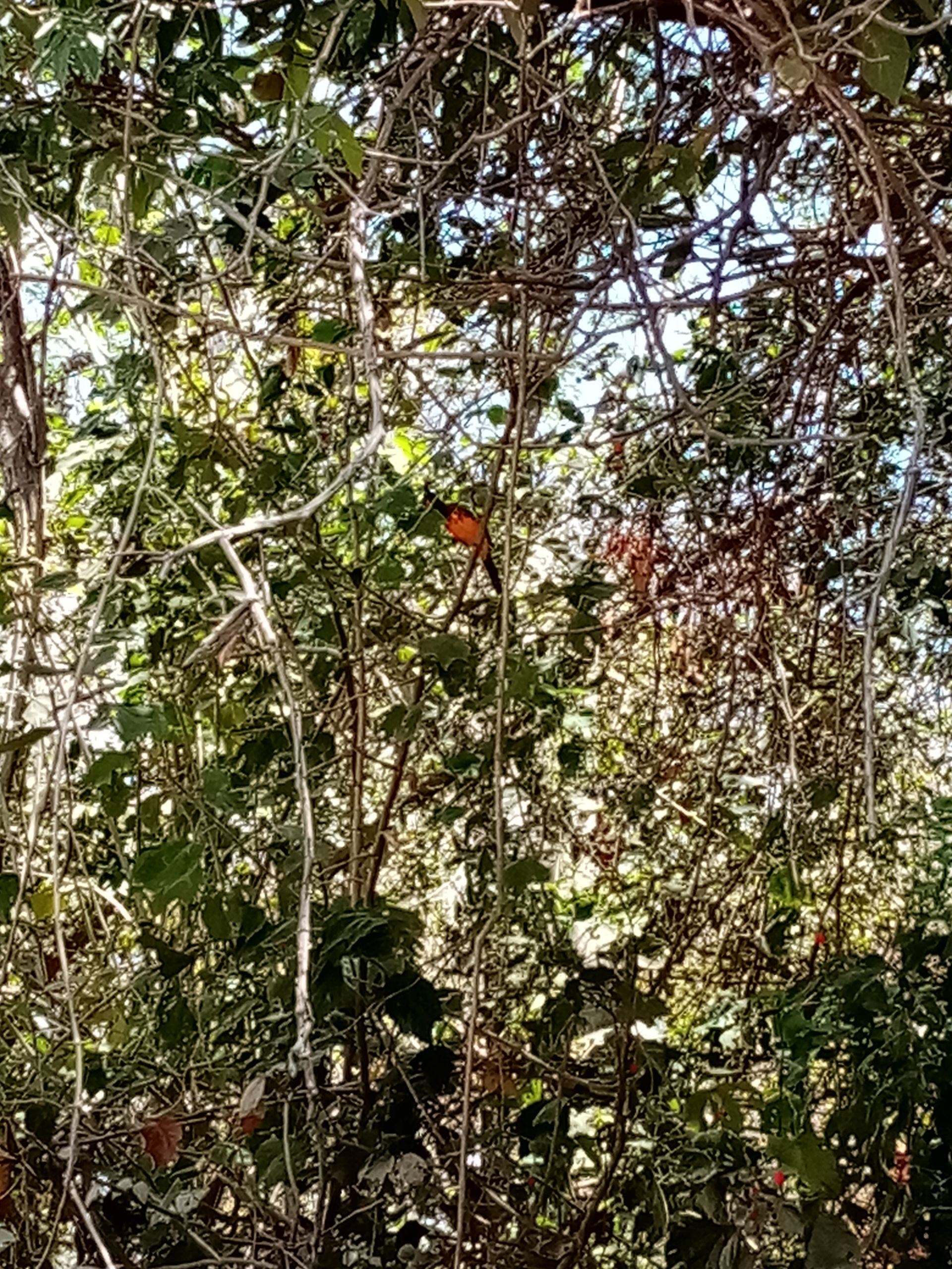 Orange bird perched in a leafy tree.