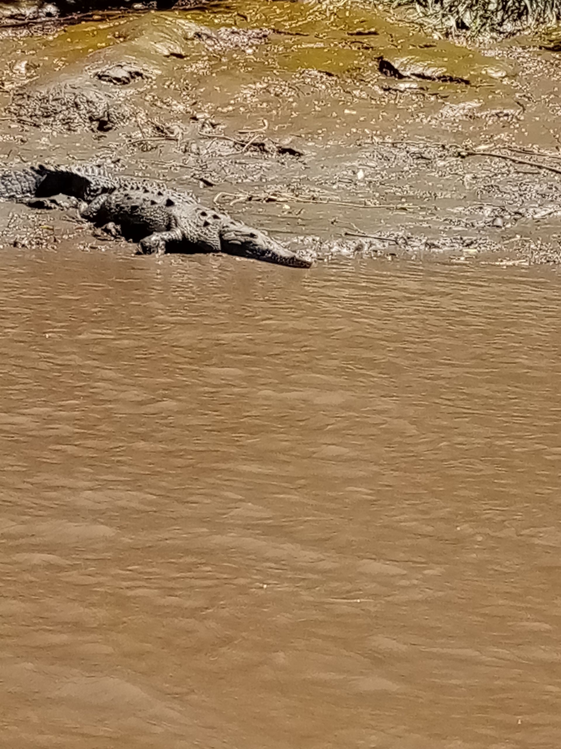 Crocodile basking on muddy bank next to brown water.