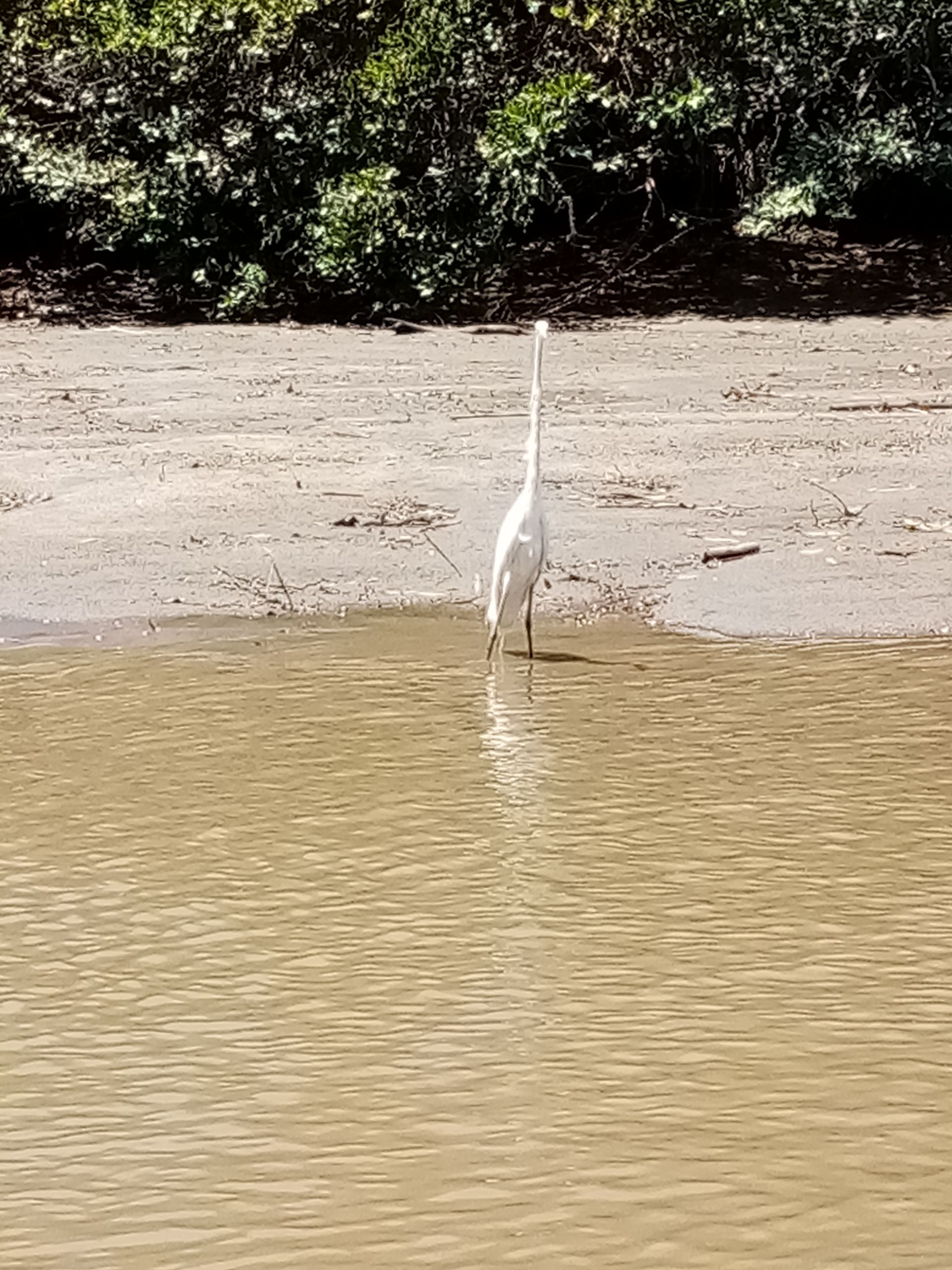 White heron wading in murky water near a sandy bank, under leafy trees.
