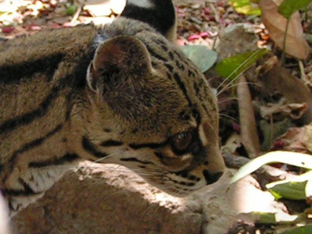 Wildlife Animal