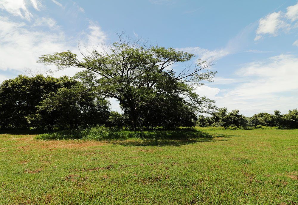 A large tree with green leaves stands in a grassy field under a blue sky with clouds.