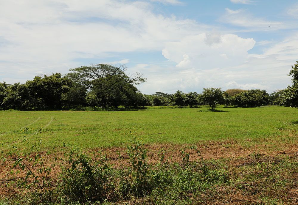Green field with trees under a partly cloudy sky.