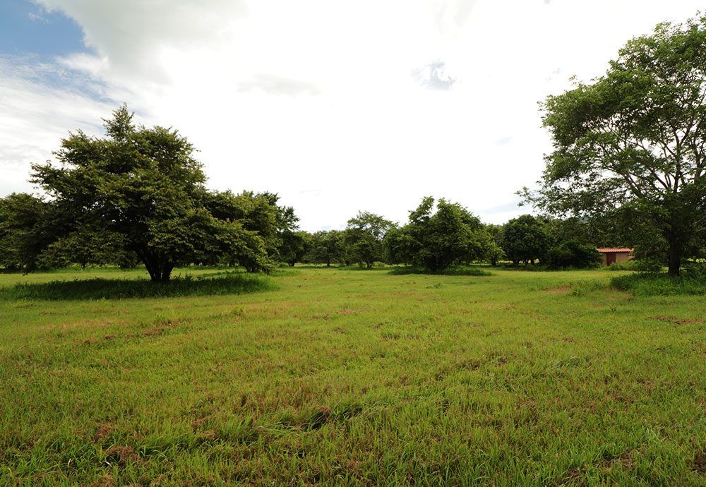 Green grassy field with scattered trees under a cloudy sky.