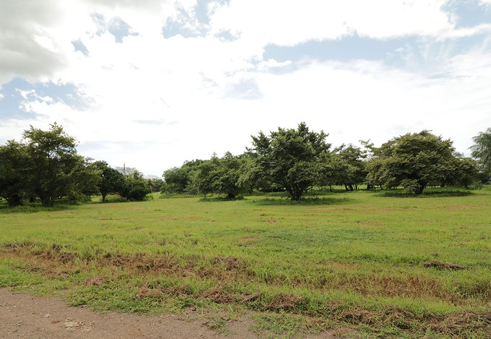 Green field with scattered trees under a cloudy sky.
