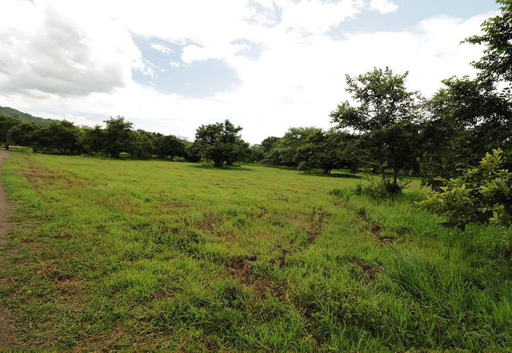 Grassy field with trees under a cloudy sky.
