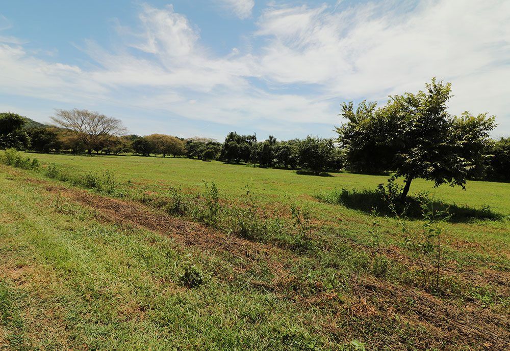 Green field with scattered trees under a blue sky with clouds.