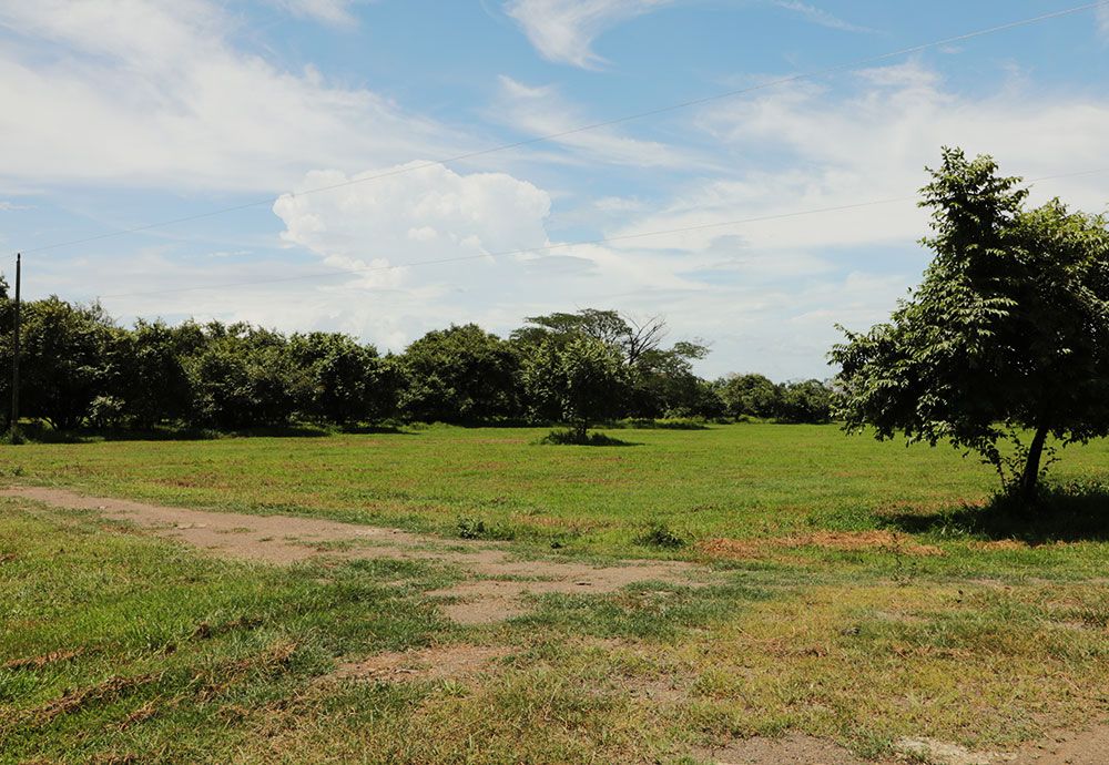 Grassy field with trees under a partly cloudy sky.
