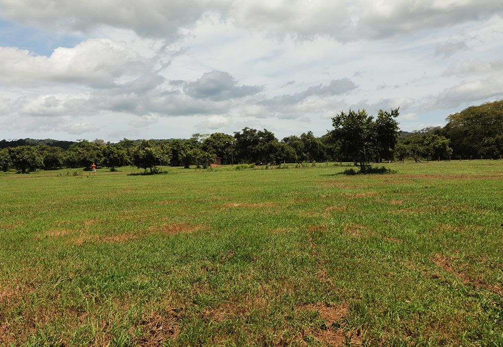 Lush green field with scattered trees under a cloudy sky.