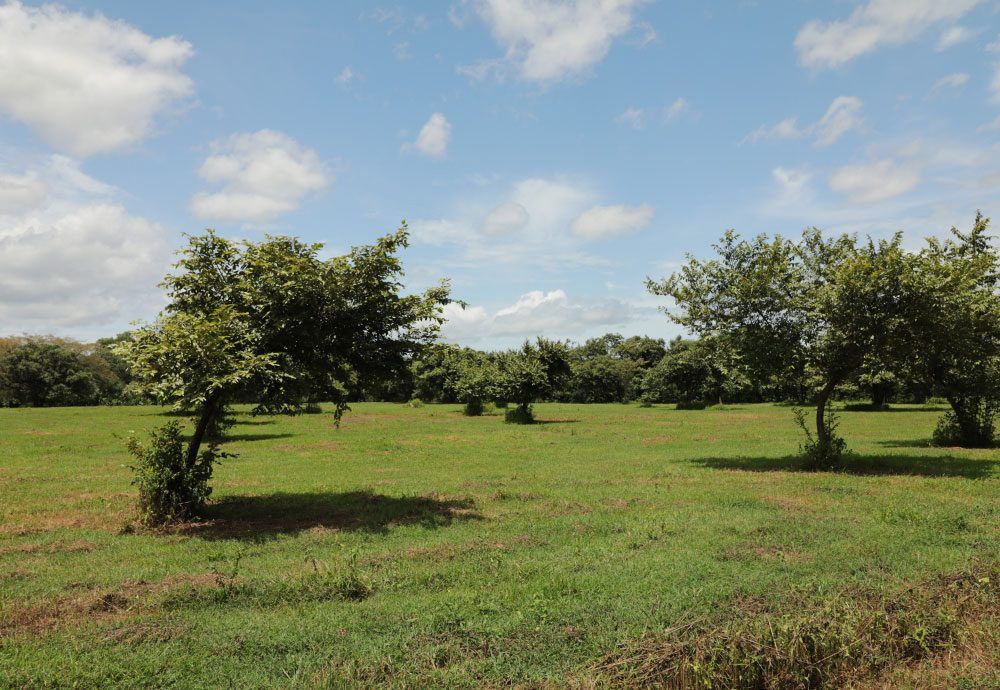 Grassy field with scattered trees under a blue sky dotted with clouds.