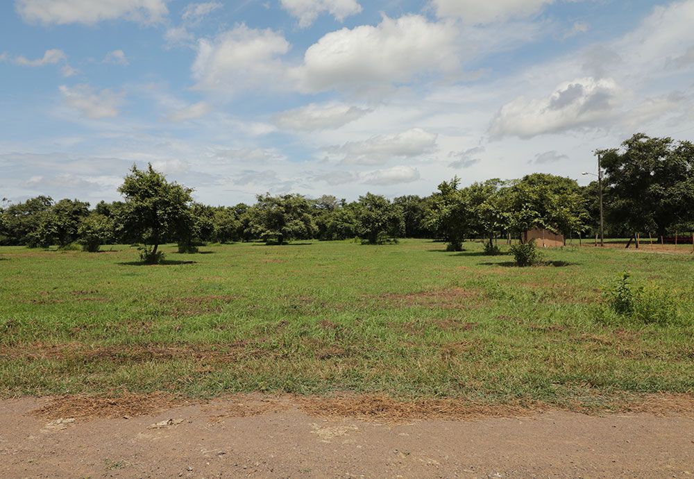 Lush green field with scattered trees under a partly cloudy blue sky.