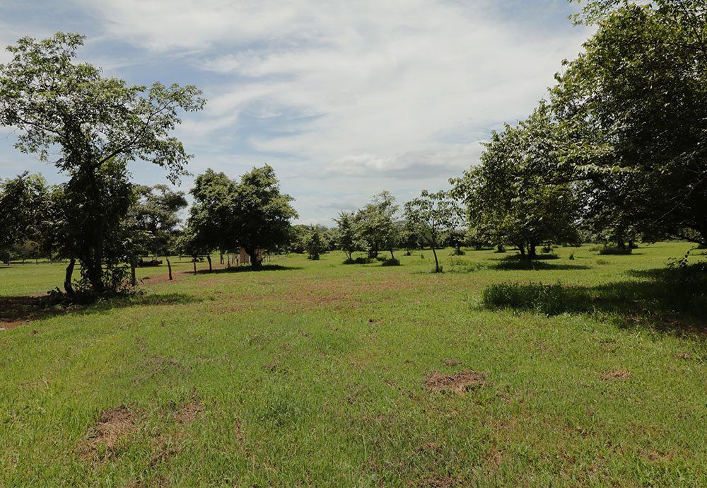 Green grassy field with scattered trees under a partly cloudy sky.