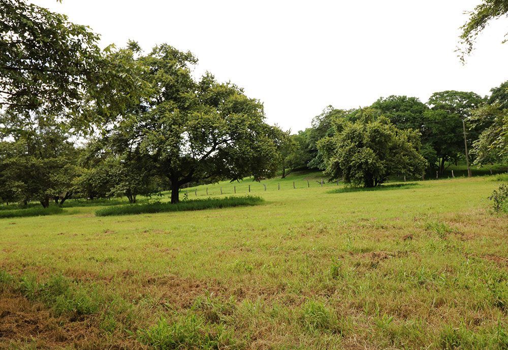 Green field with trees, under a cloudy sky.