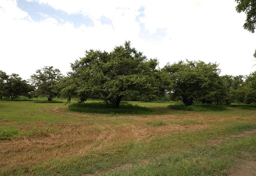 Green trees in a grassy field under a cloudy sky.